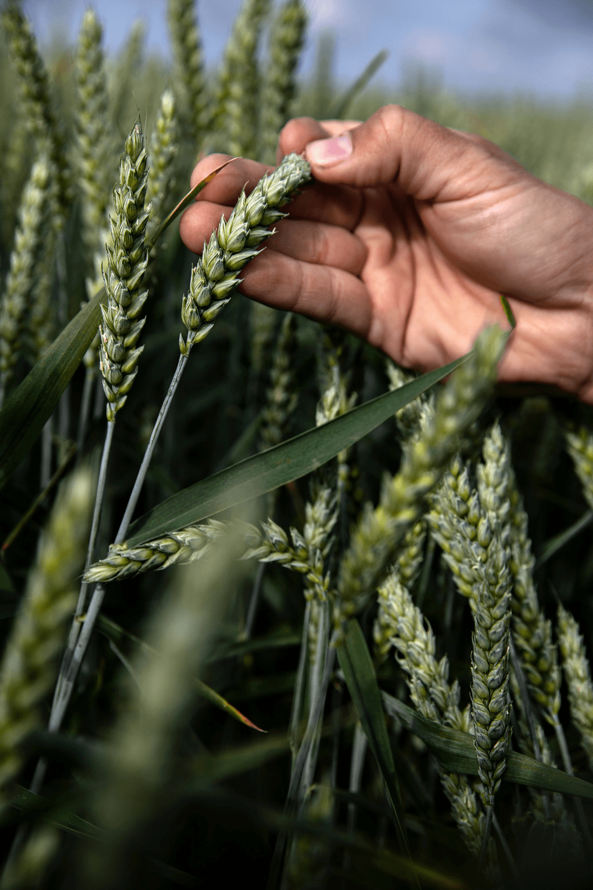 A hand touching wheat on a field.